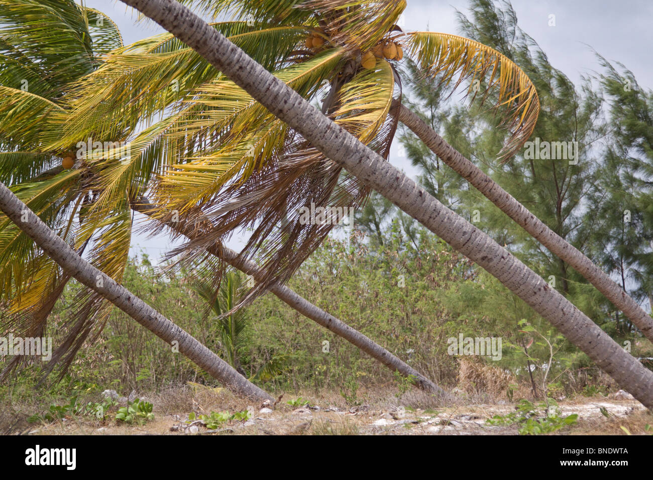 Coconut palms growing on an 45 degree angle, damaged by hurricane winds, Grand Caymens, Caribbean Sea. Stock Photo