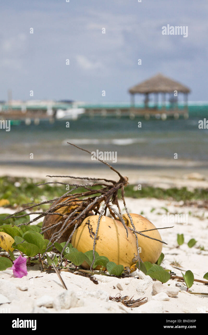 Coconut washed up on a tropical beach with small pier in background, Grand Caymen Island, Caribbean Sea Stock Photo