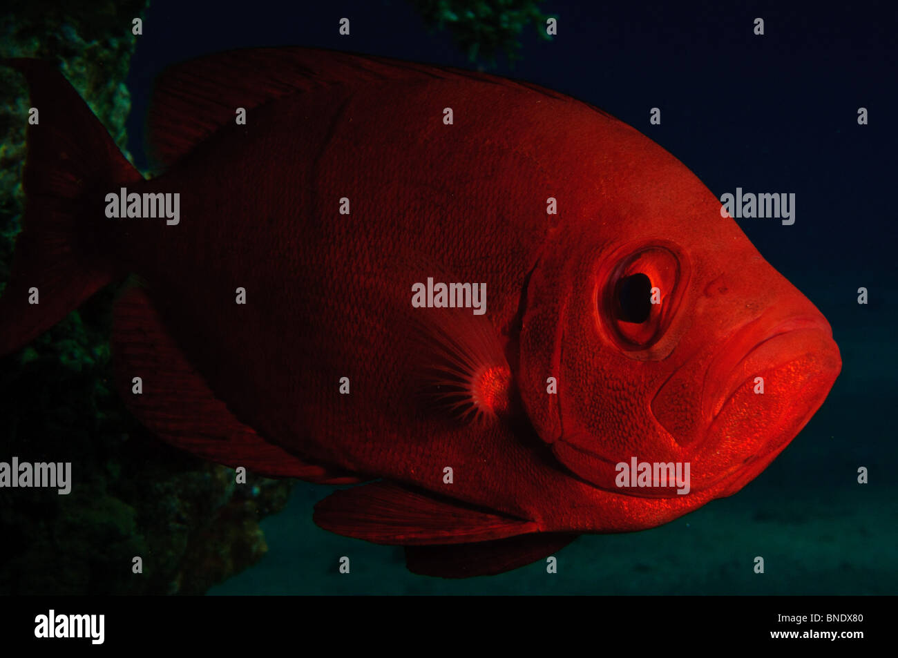 Israel, Eilat, Red Sea, – Underwater photograph of a Crescent-tail Bigeye (Priancanthus blochii) Stock Photo