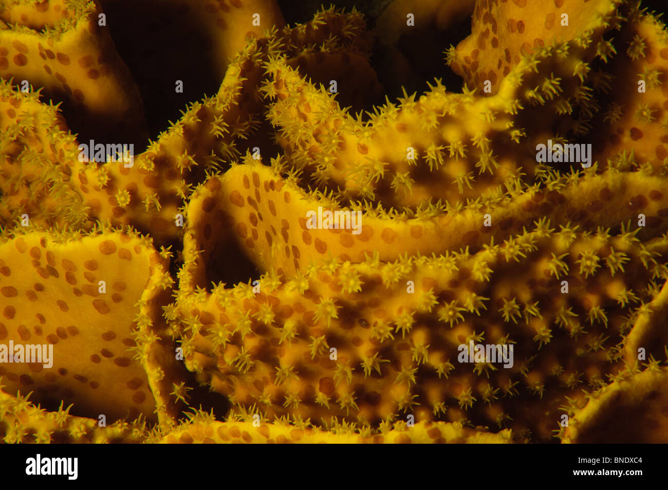 Israel, Eilat, Red Sea, – Underwater photograph of a Star coral (Favia sp.) with extended Polyps at night. Stock Photo