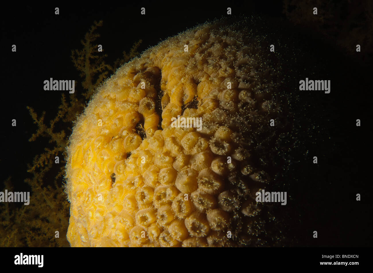 Israel, Eilat, Red Sea, – Underwater photograph of a Brain coral (Favia sp.) with extended Polyps at night. Stock Photo