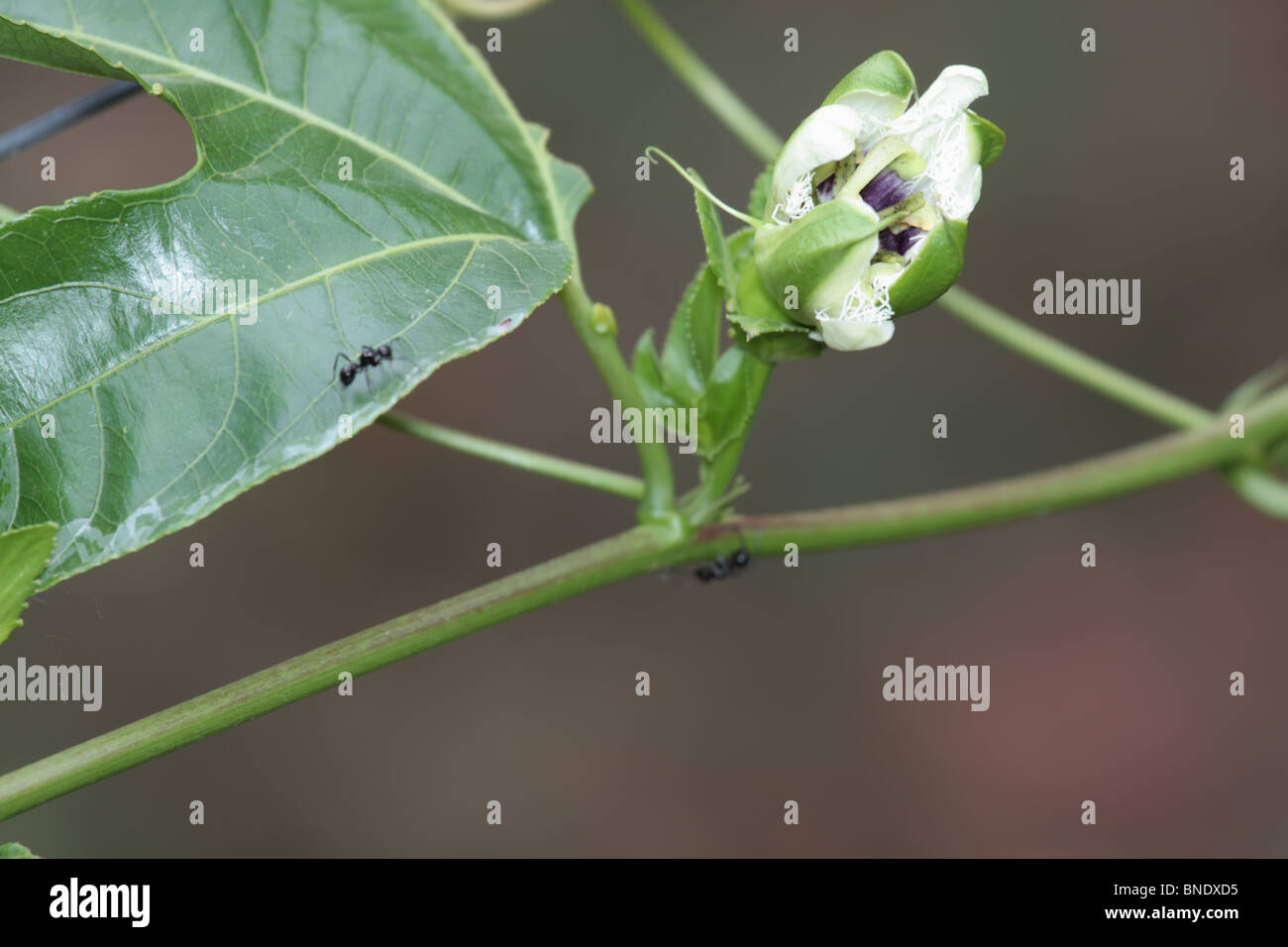 Ants on Passion Fruits Plants Stock Photo Alamy