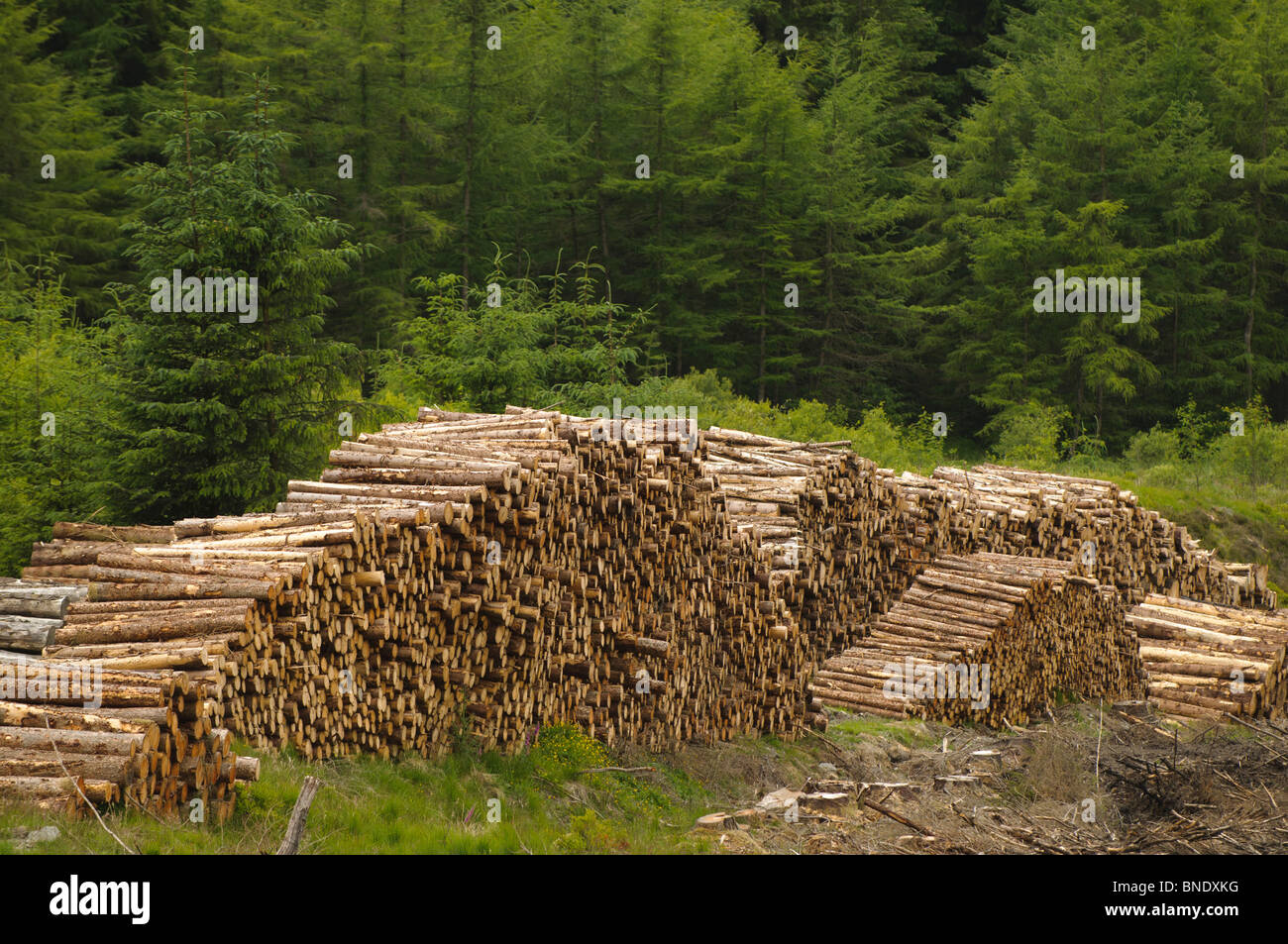 Forestry Commission Uk Stock Photos & Forestry Commission Uk Stock Images Alamy