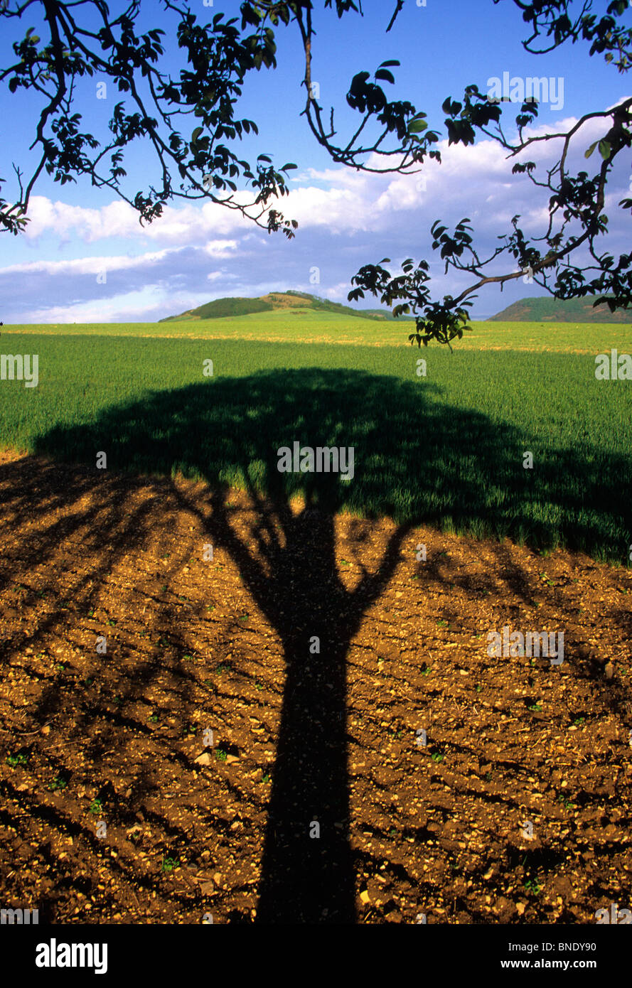 Shadow of a tree in the middle of a ploughed field. Stock Photo