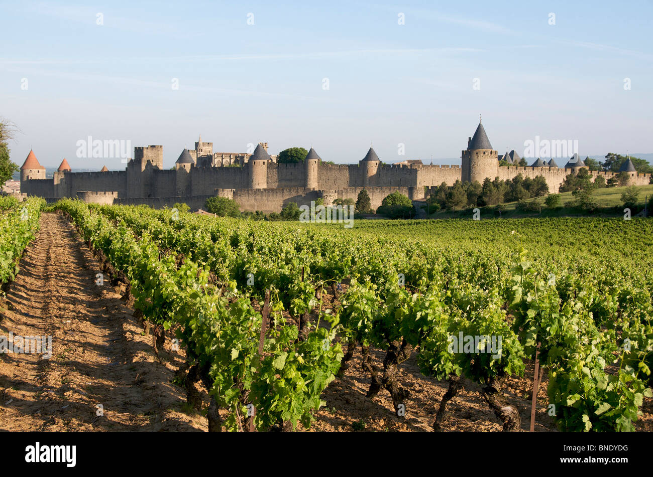 Carcassonne, Aude, France, Europe and vineyards Stock Photo