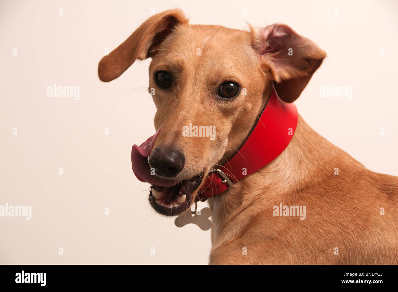 Lurcher dog licking lips Stock Photo Alamy
