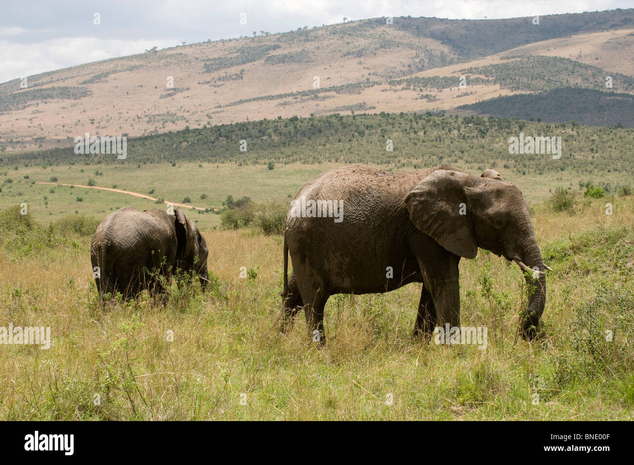 African elephant (Loxodonta africana) with its calf, Masai Mara ...