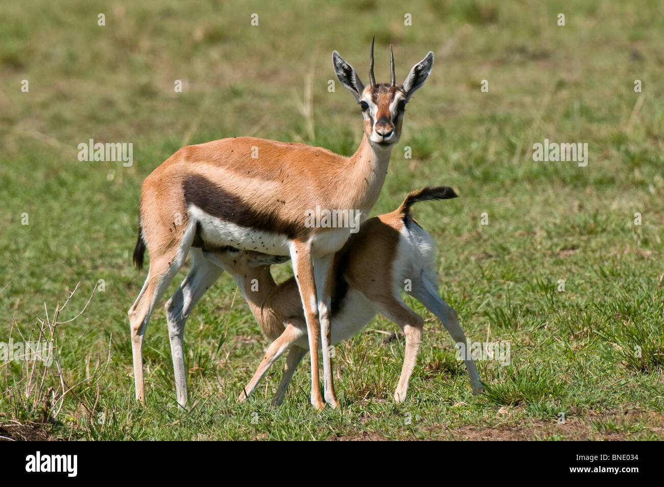 Thomson's gazelle (Gazella thomsoni) feeding its fawn, Masai Mara ...