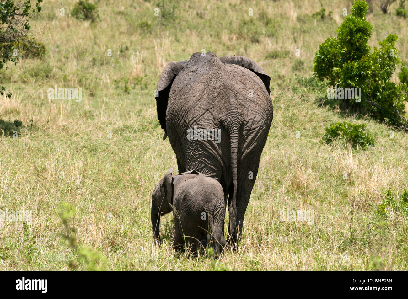 African elephant (Loxodonta africana) with its calf, Masai Mara ...