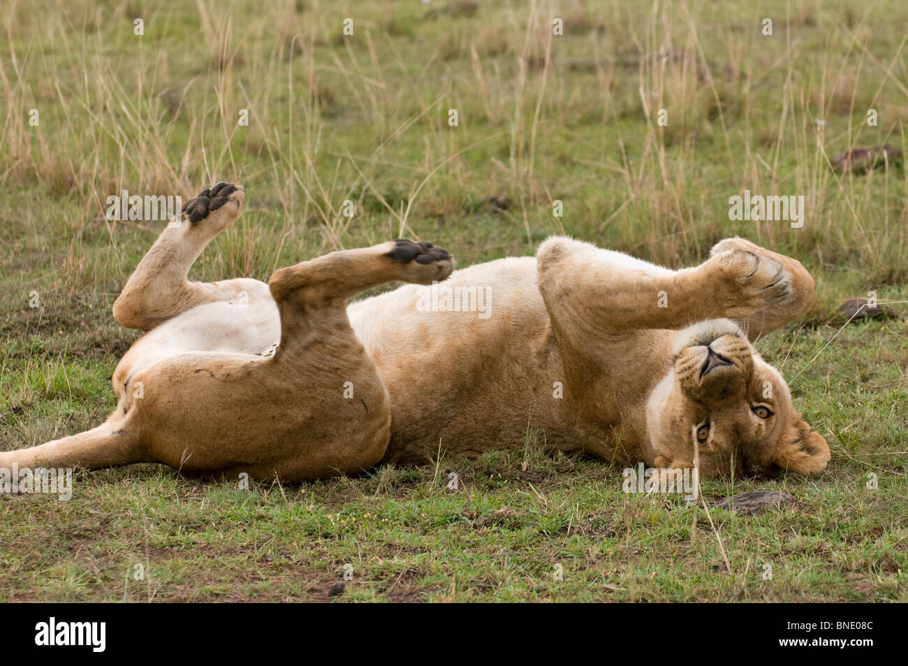 Lioness (Panthera leo) resting in a field, Masai Mara National Reserve ...