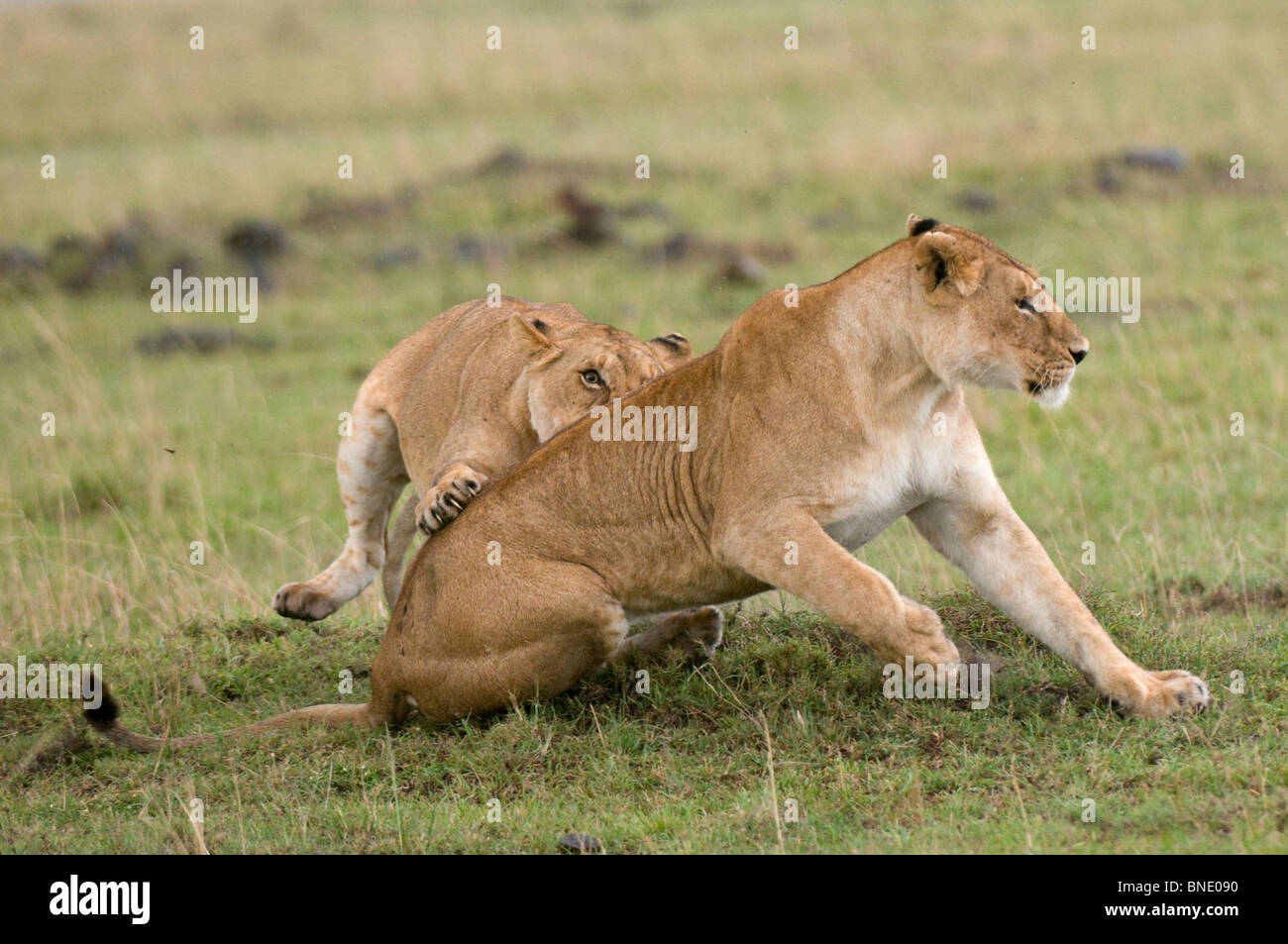 Playful lioness panthera leo hi-res stock photography and images - Alamy