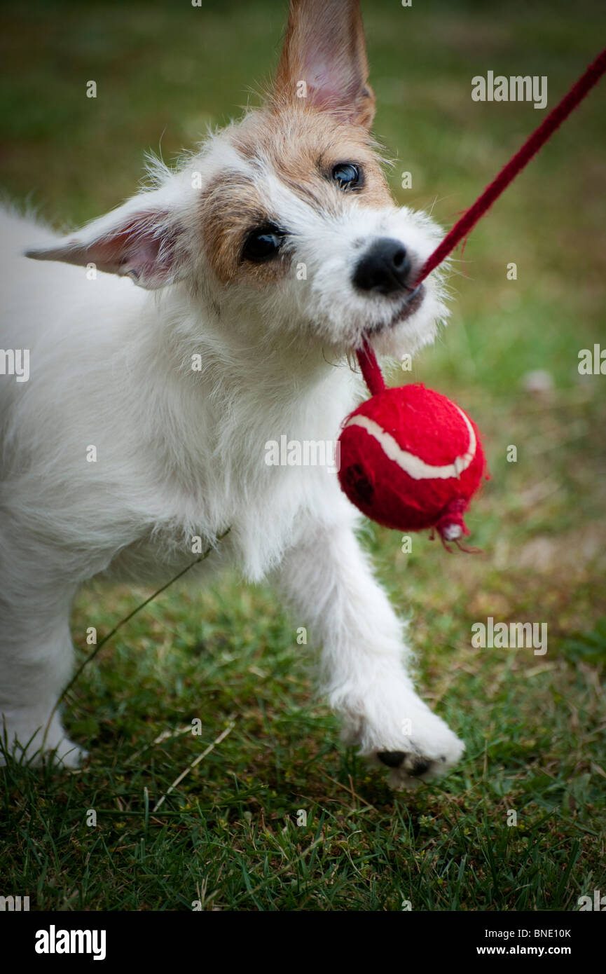 Jack Russell puppy playing with a ball Stock Photo Alamy