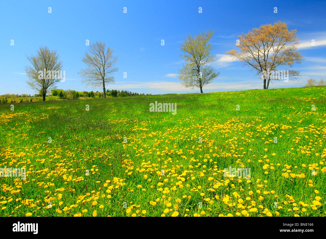 Wildflowers and green spaces hi-res stock photography and images - Alamy
