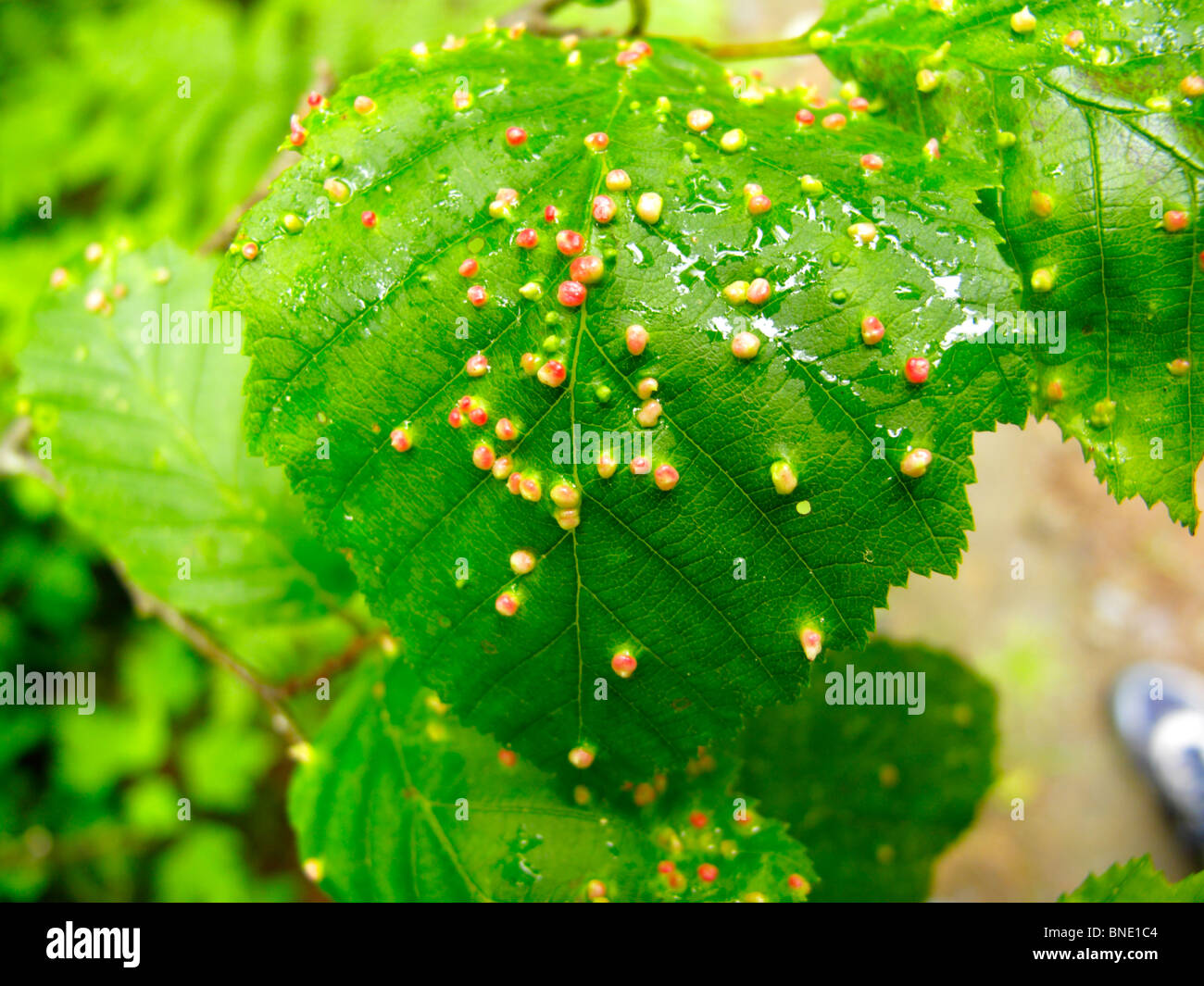 Closeup of a leaf infected with plant virus Stock Photo Alamy