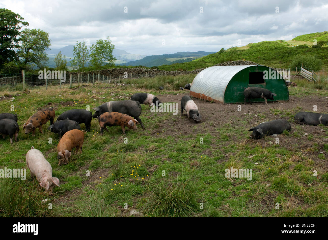 Rare breed pigs in traditional Arc houses in pasture. Stock Photo
