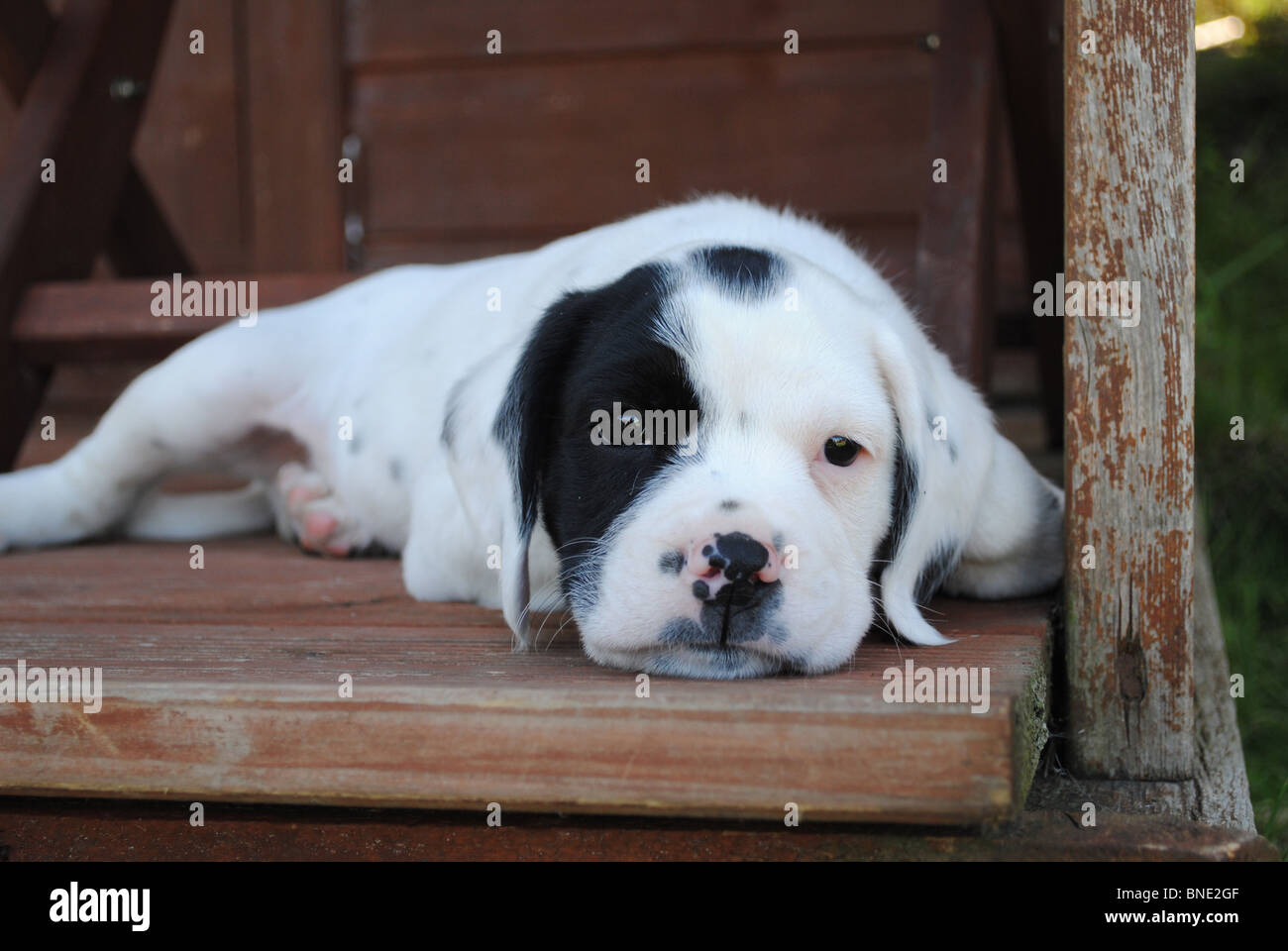 Little Frodo Boxer x hi-res stock photography and images - Alamy