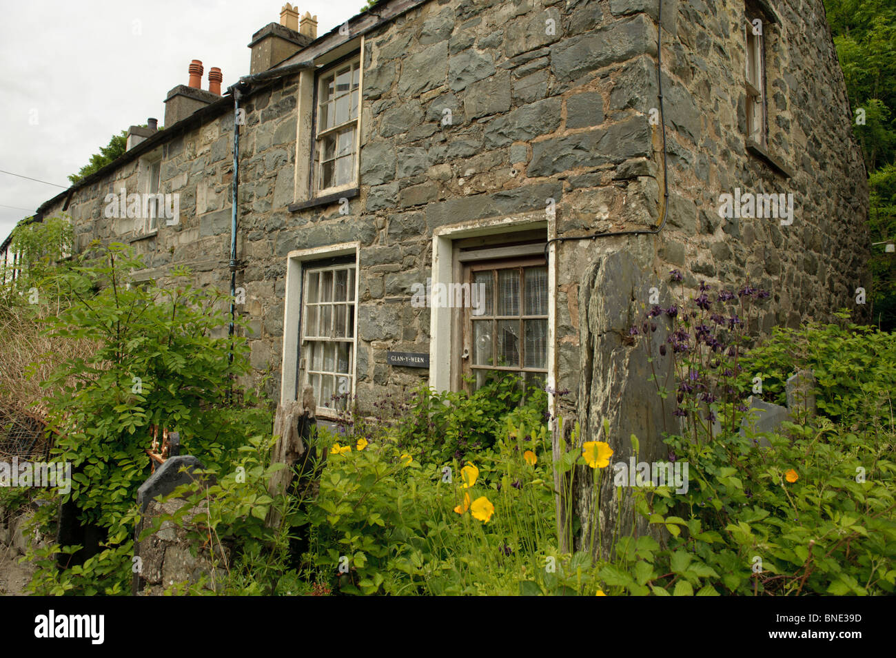 Abandoned overgrown cottage in Trawsfynydd village, Snowdonia National