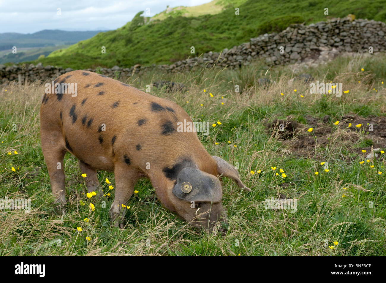 Oxford Sandy and Black weaner pigs rooting on pasture Stock Photo