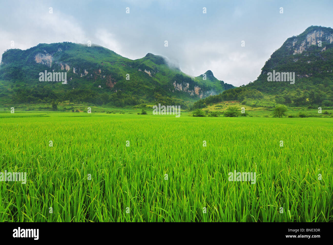 Heart Rice Paddy Rice paddy field at the nothern Vietnam Stock Photo - Alamy