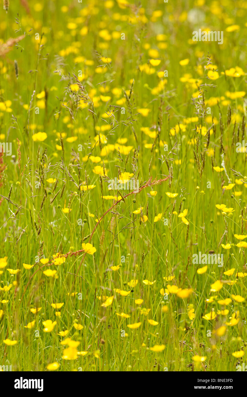 Wild grasses uk hires stock photography and images Alamy