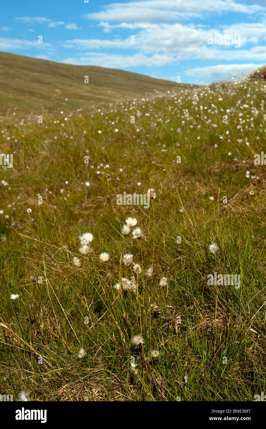 hares tail cotton grass ( eriophorum vaginatum ) flowering on moorland in cumbria Stock Photo