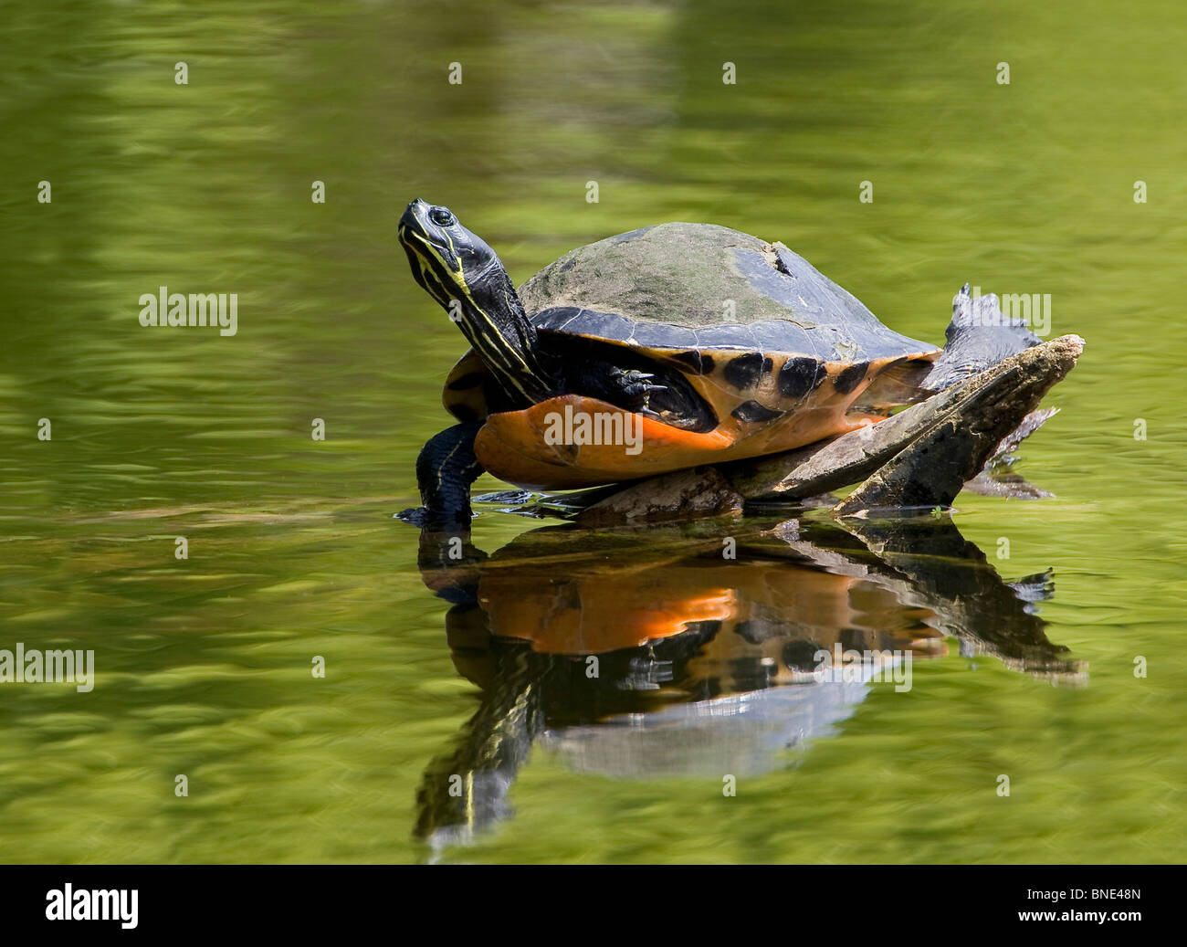 Florida Redbelly turtle (Pseudemys nelsoni) sunning on a log in river, Florida, USA Stock Photo