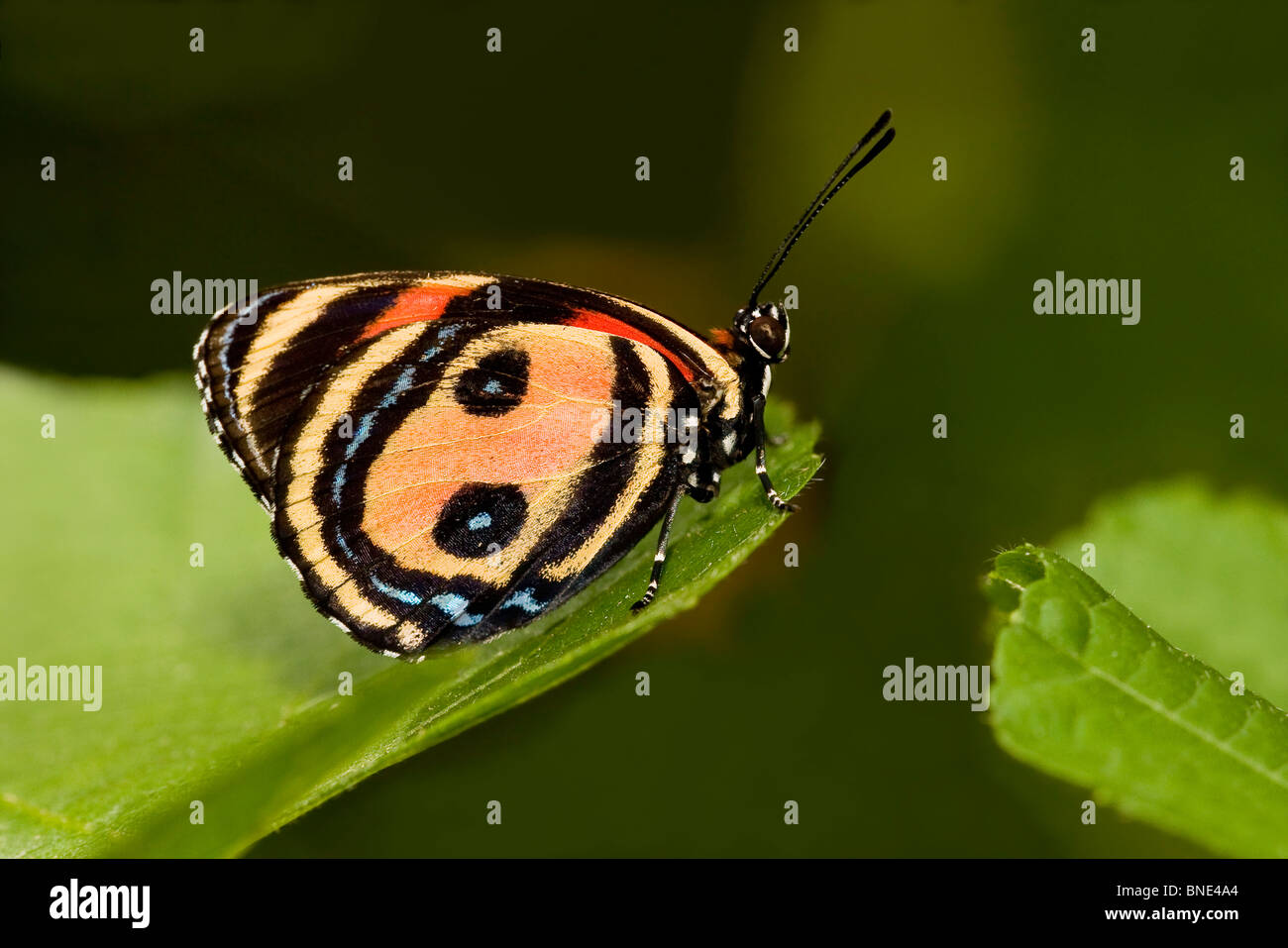 Eighty eight butterfly hi-res stock photography and images - Alamy