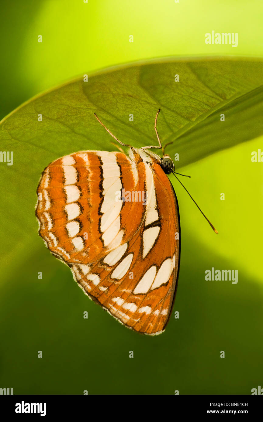 Common Sailer butterfly (Neptis hylas) perching on a leaf Stock Photo