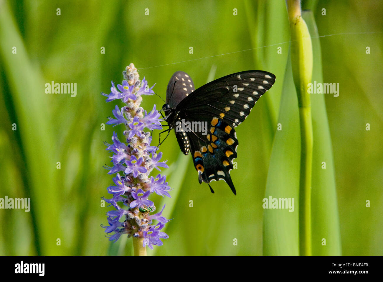 Black Swallowtail butterfly (Papilio polyxenes) pollinating a pickerel weed flower Stock Photo
