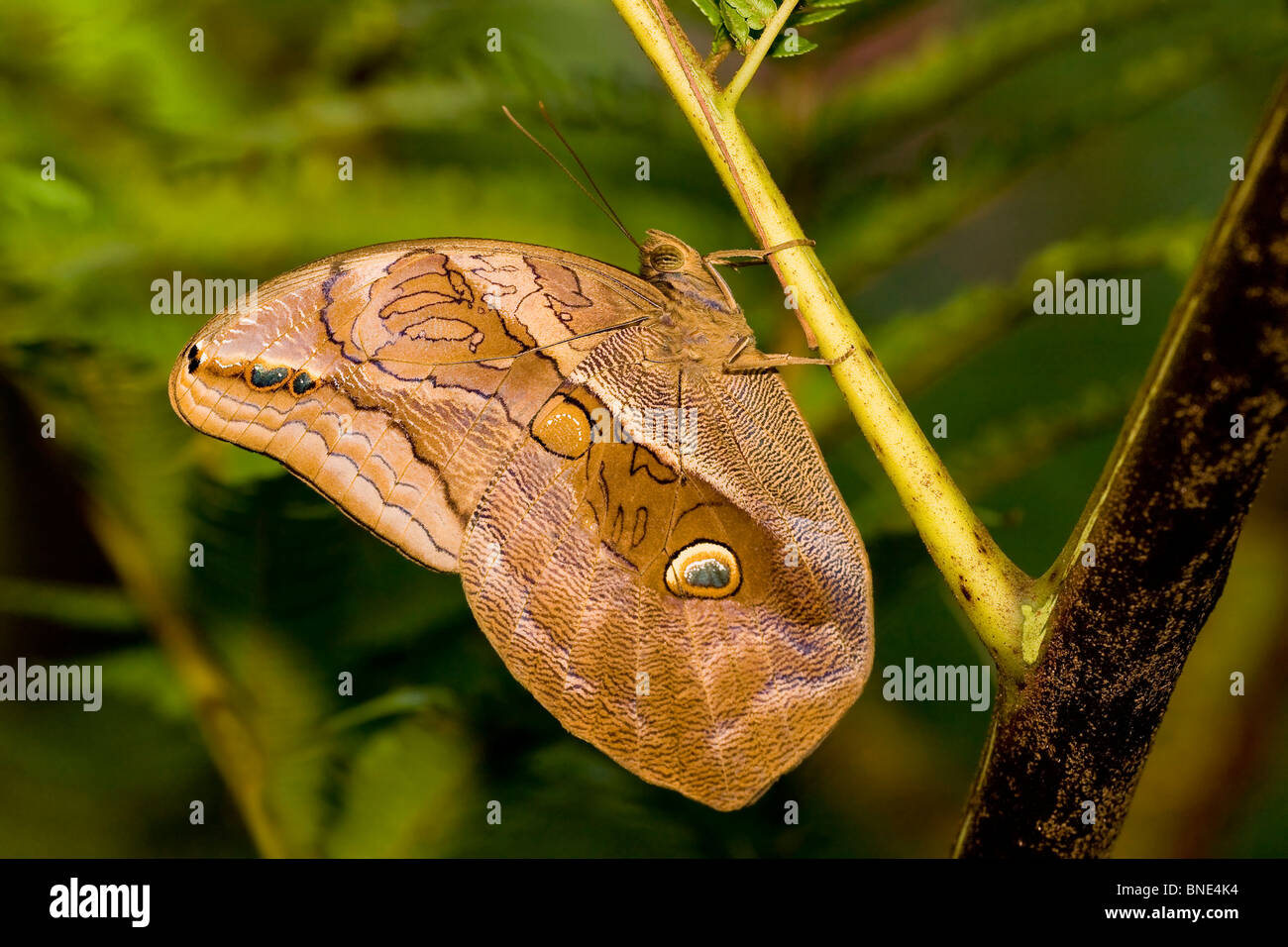 Close-up of a Purple Mort Bleu butterfly (Eryphanis polyxena) Stock Photo