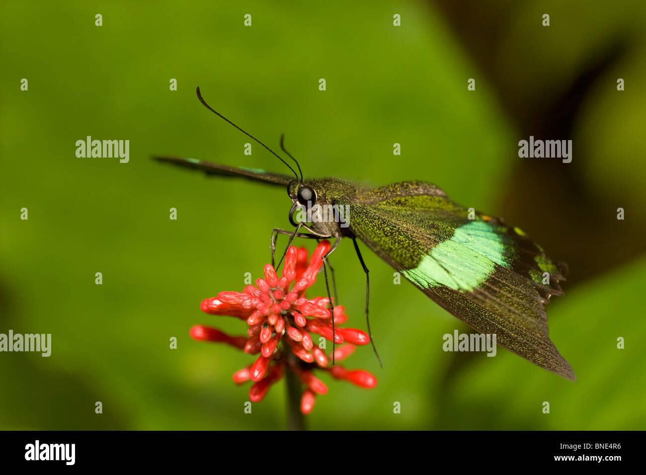 Scarce Bamboo Page butterfly (Philaethria dido) pollinating a flower Stock Photo