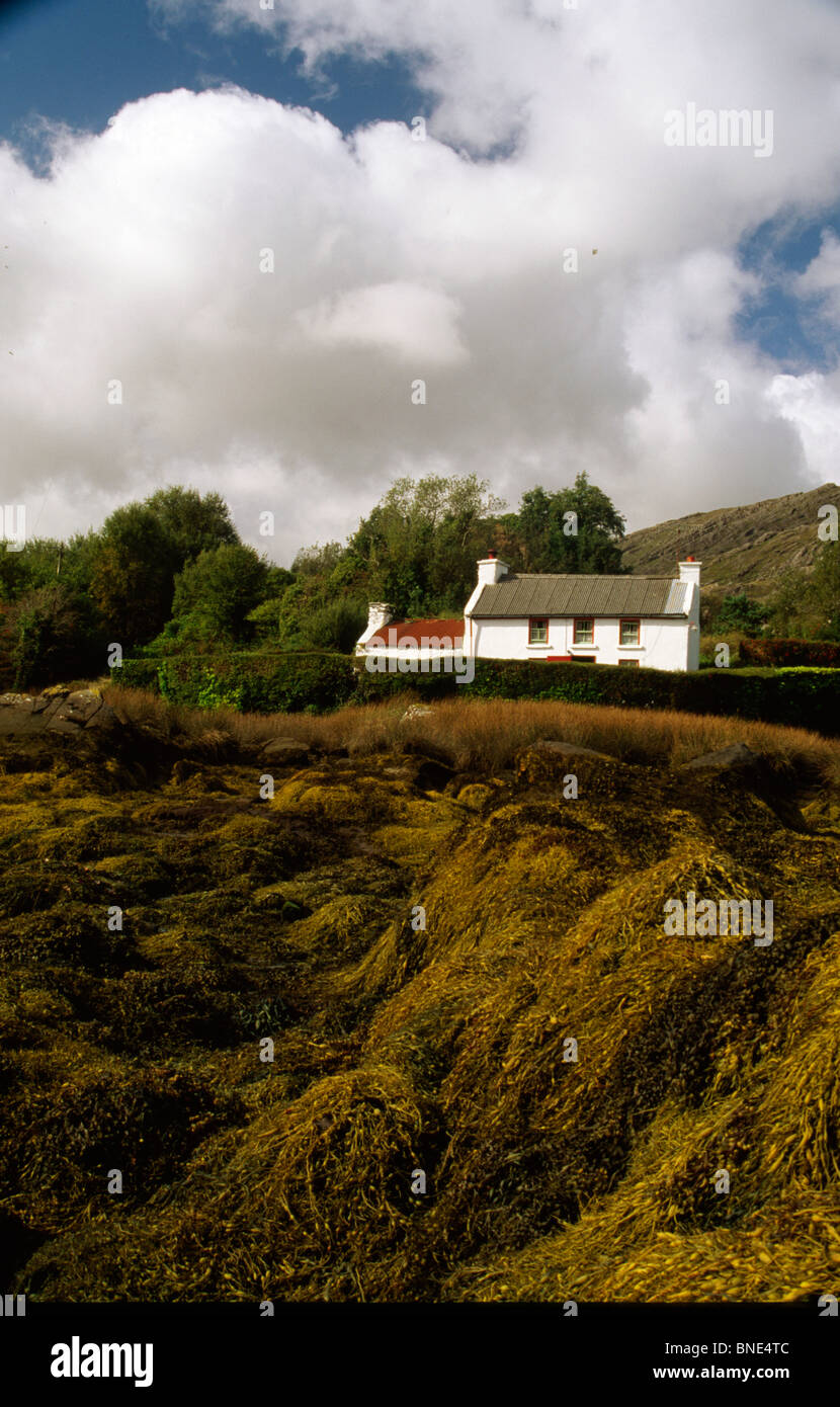 Damaged crop and a house, Glengarriff, County Cork, Ireland Stock Photo