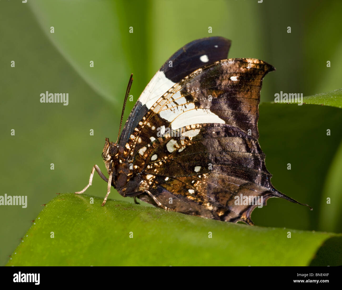 Close-up of a Silver-studded Leafwing butterfly (Hypna clytemnestra) Stock Photo