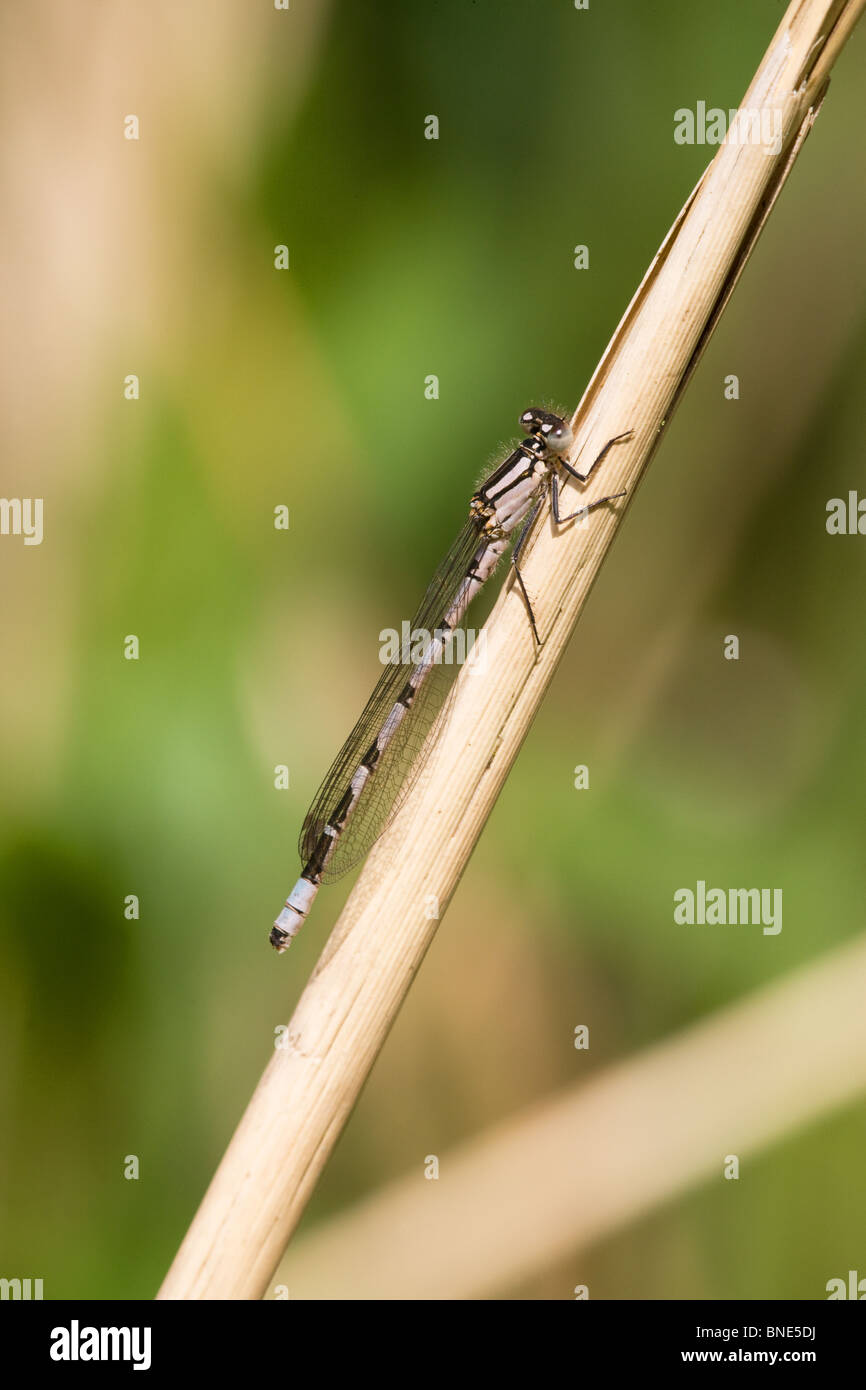 Common Blue Damselfly Enallagma cyathigerum immature at rest on a reed stem Stock Photo