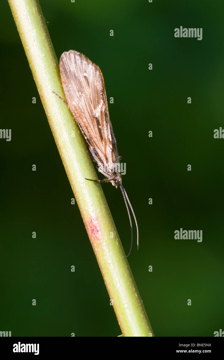 Caddis Fly Phryganea grandis at rest on rush stem Stock Photo Alamy