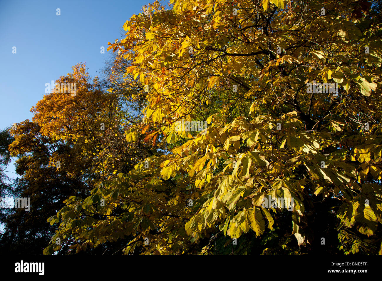 Trees changing colour in autumn Stock Photo