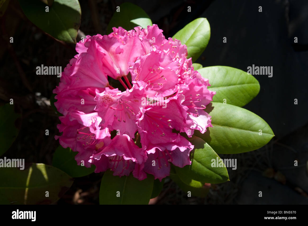 Rhododendron american beauty hi-res stock photography and images - Alamy