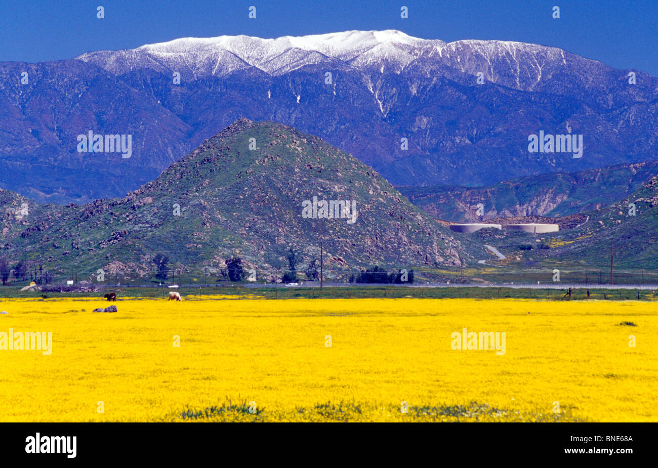 USA, California, Hemet Valley, yellow flower bed, mountain range in the