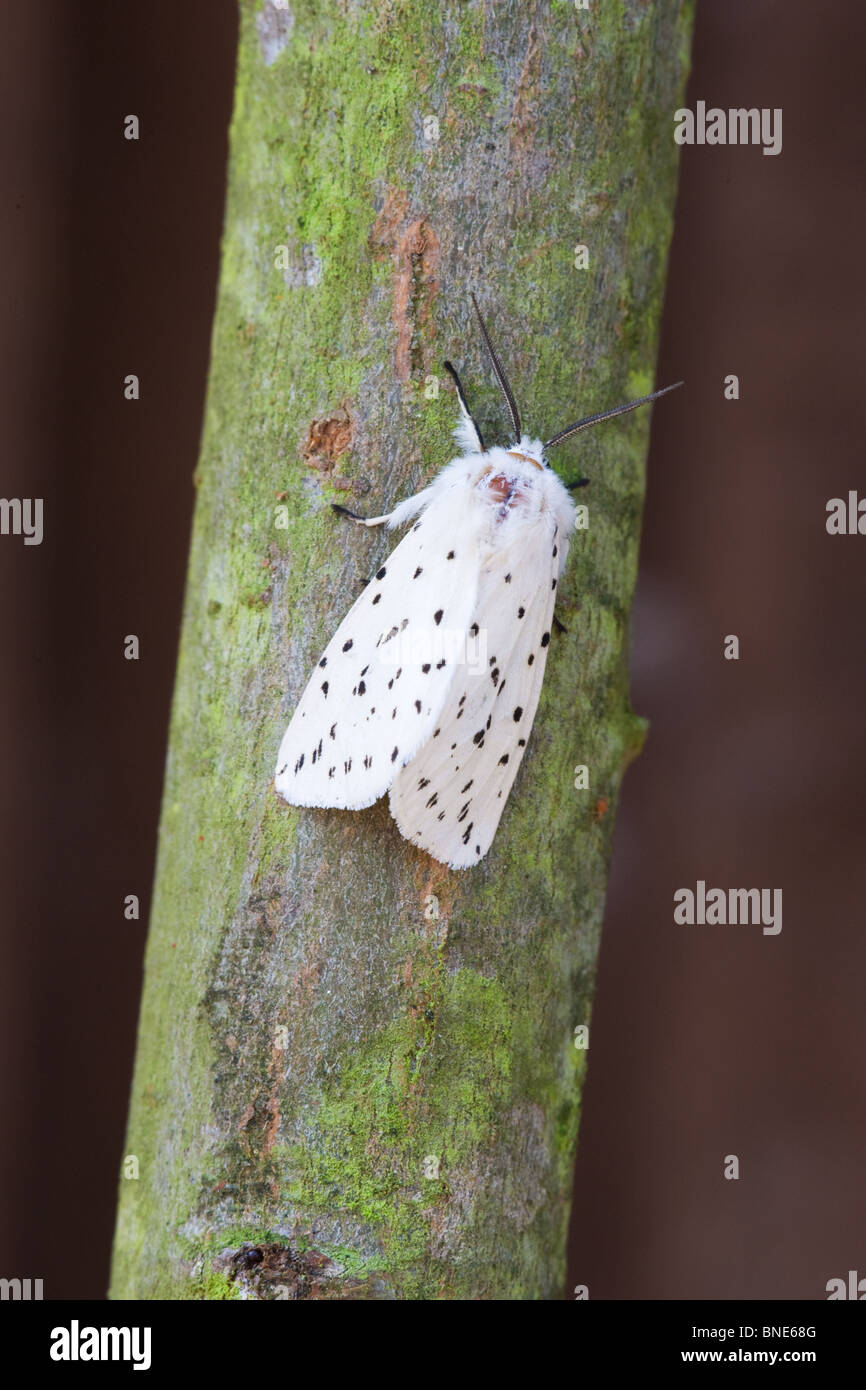 White Ermine Spilosoma lubricipeda adult moth male at rest on a branch Stock Photo