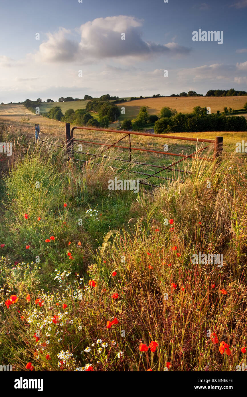 Evening summer sunshine across fields and wildflowers, Cranborne Chase, Dorset, UK Stock Photo