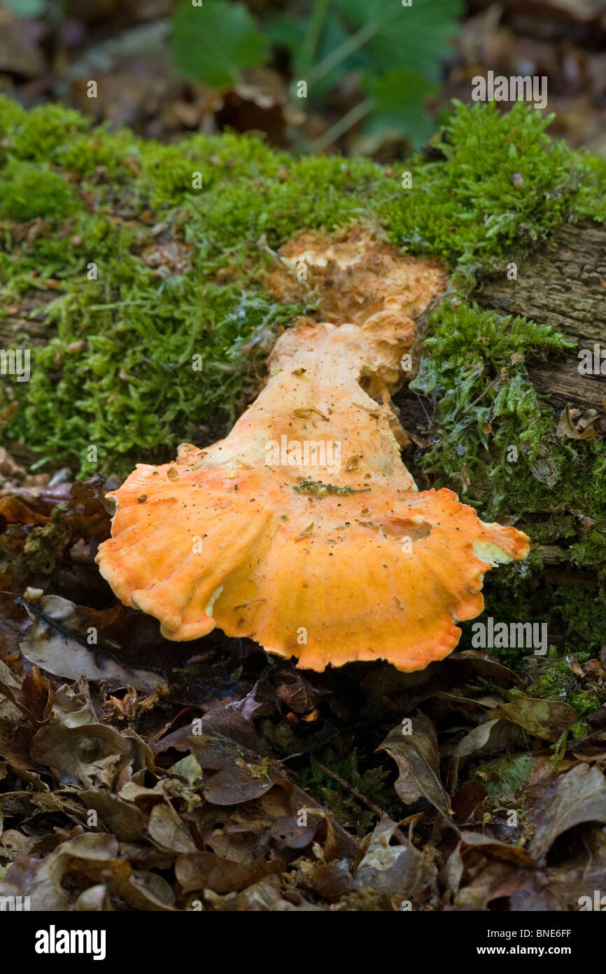 Chicken of the Woods Laetiporus sulphureus fungi fruiting body on a