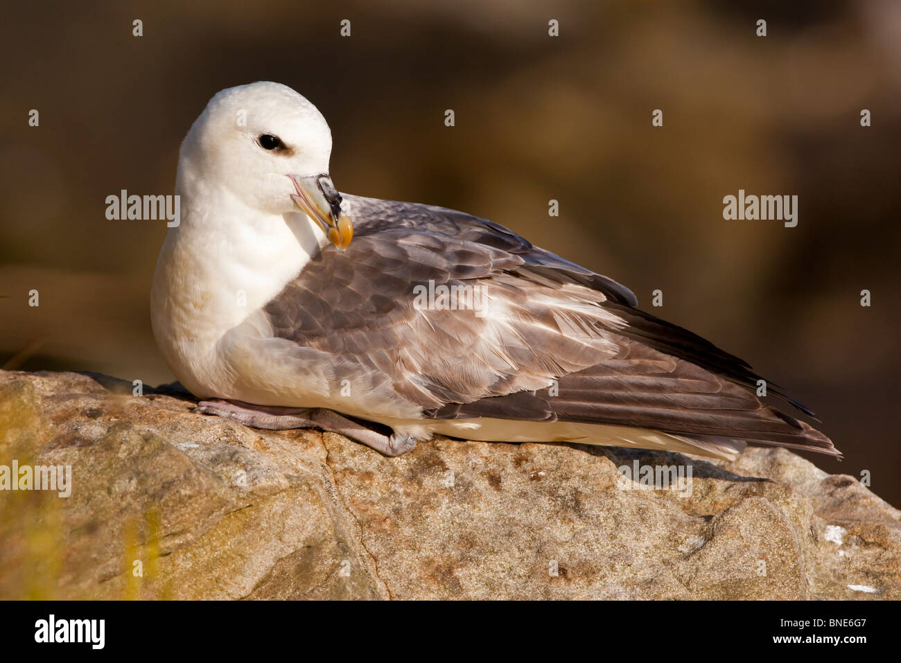 Fulmar at rest on a cliff. Stock Photo