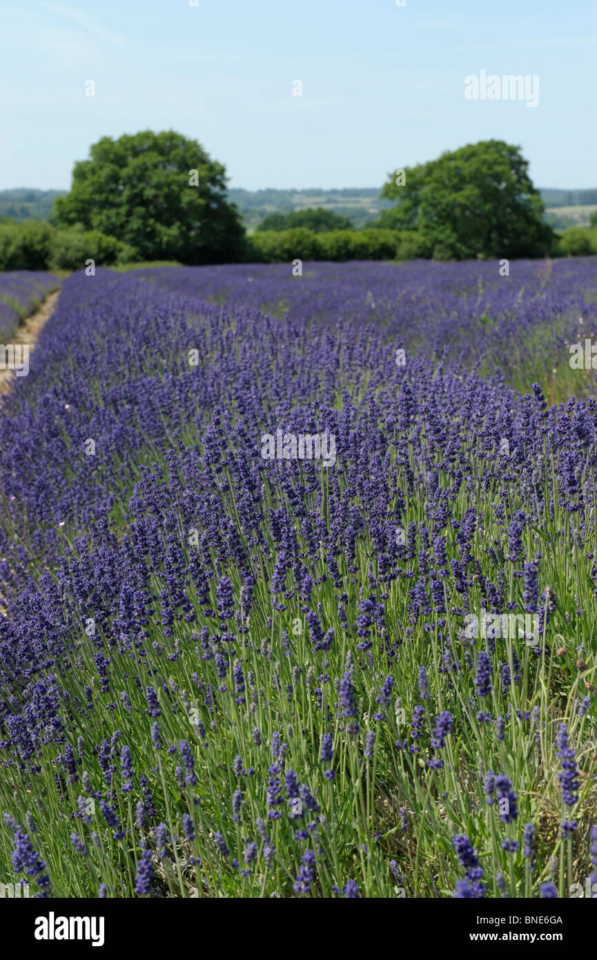 Lavender fields in Selbourne, Hampshire, England in Summer Stock Photo