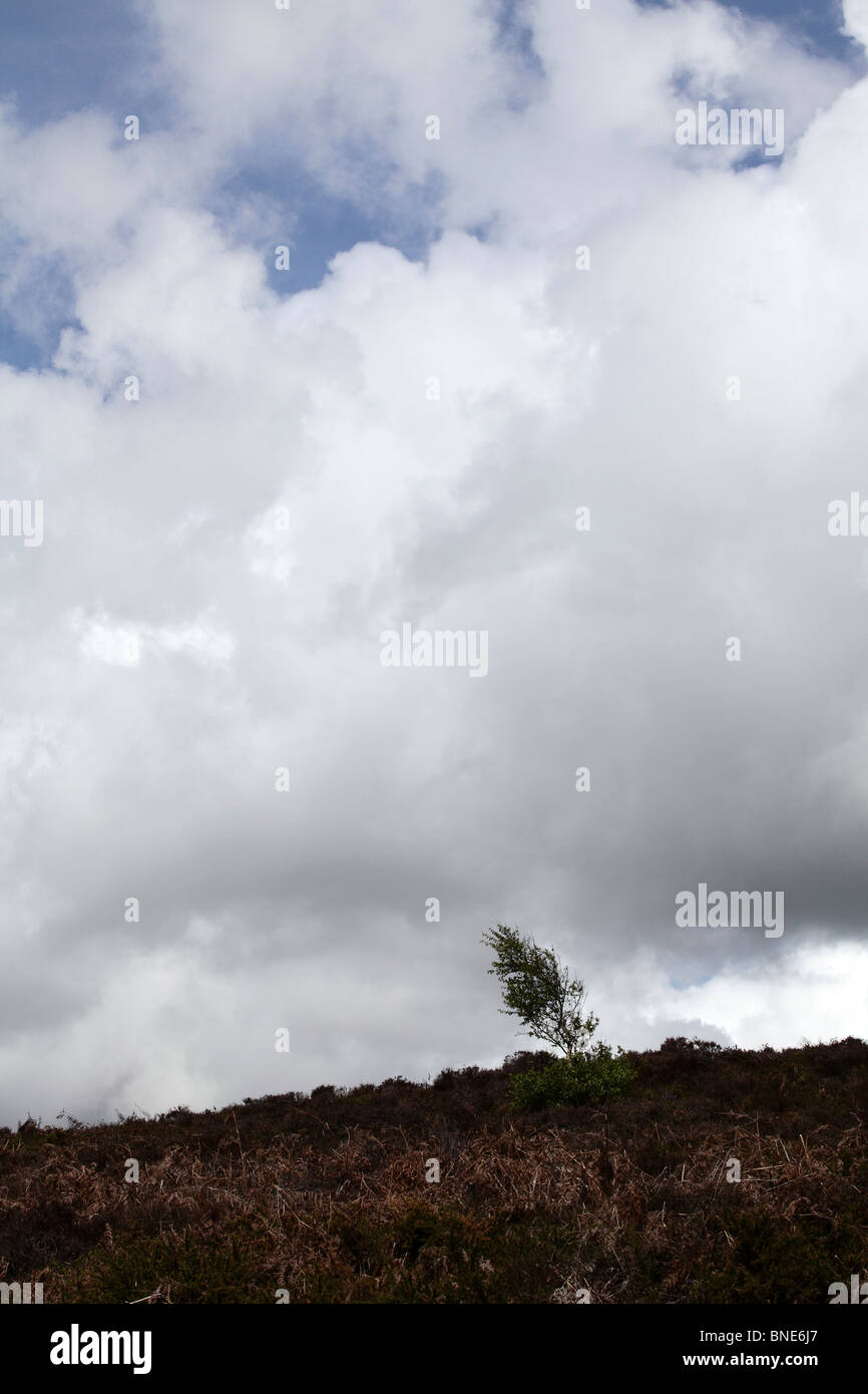 Stand alone tree hi-res stock photography and images - Alamy
