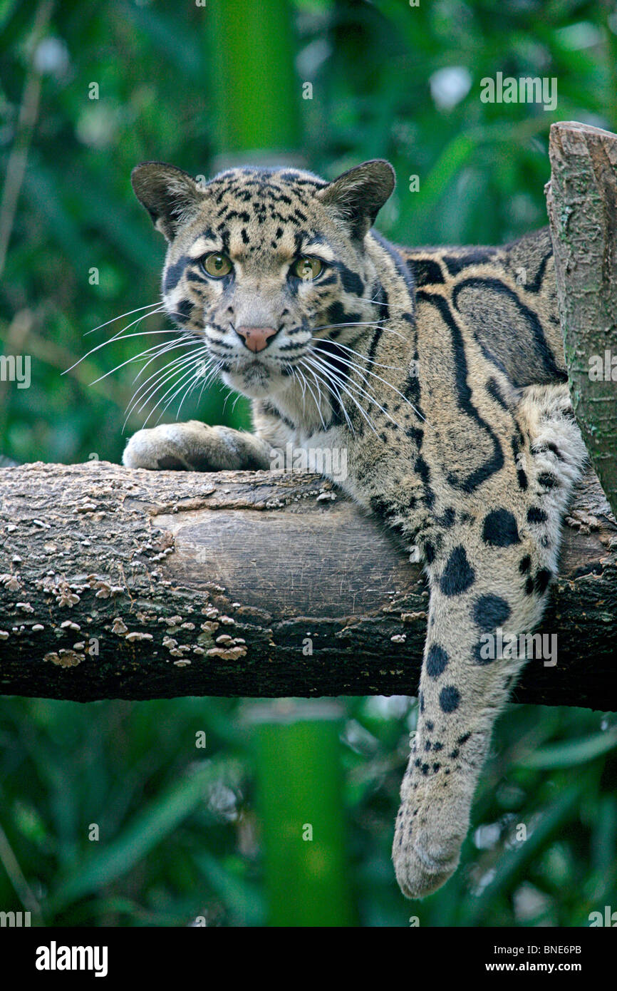 Clouded leopard (Neofelis nebulosa) in a zoo, Nashville Zoo, Tennessee