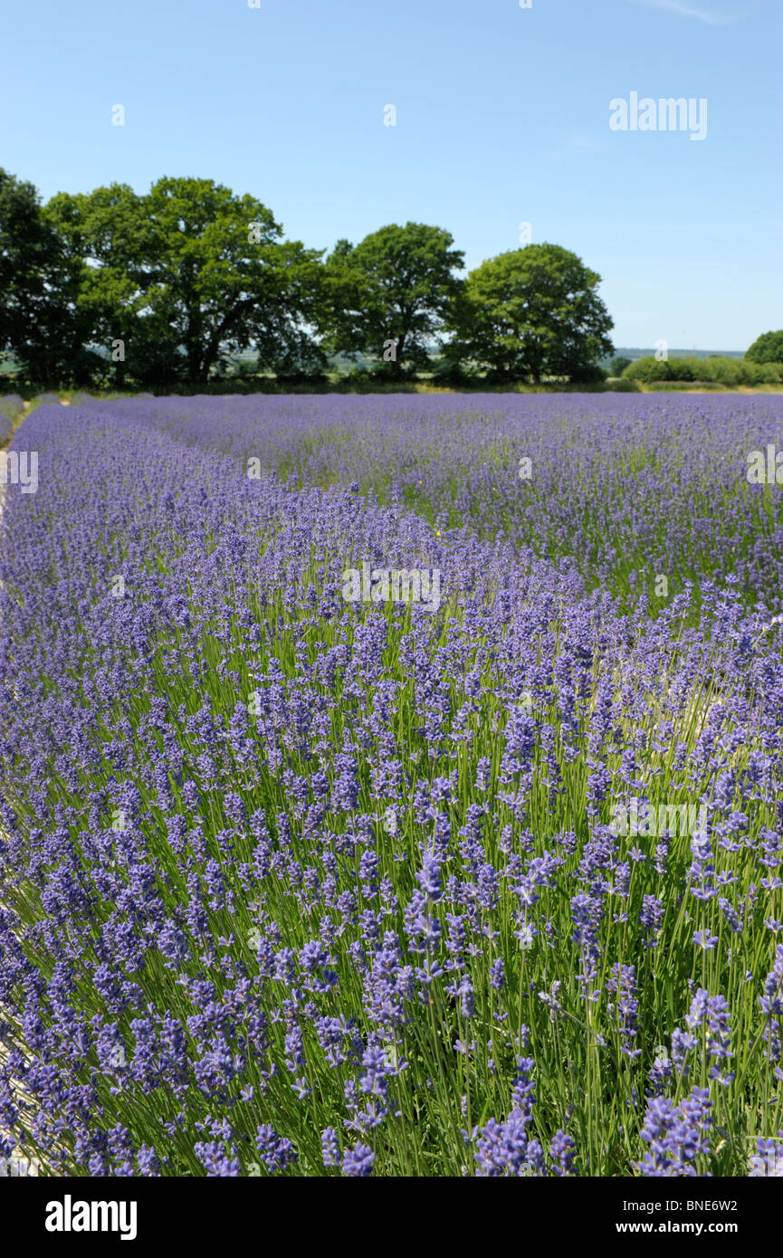 Lavender fields in Selbourne, Hampshire, England in Summer Stock Photo