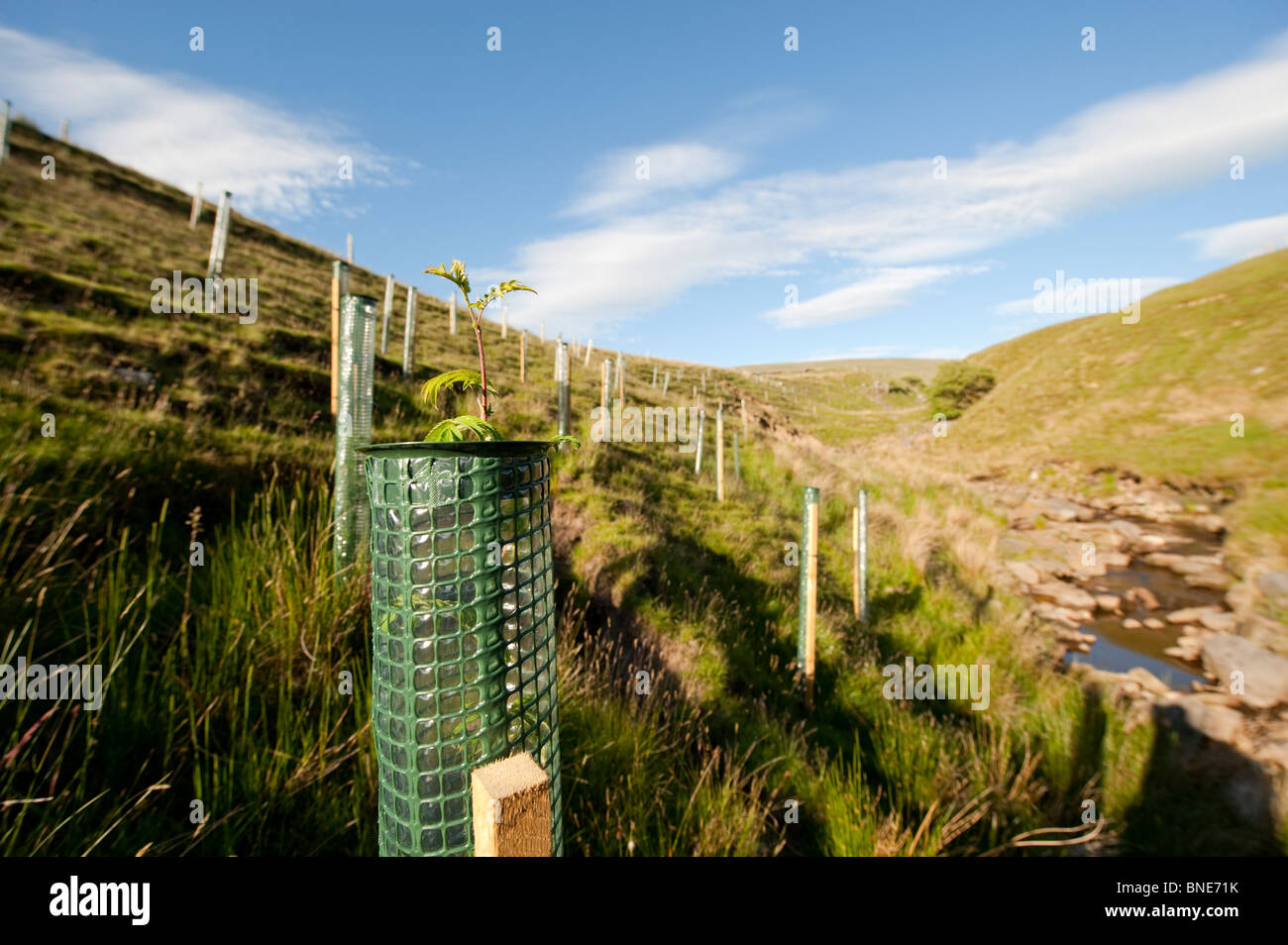 moorland habitat planted with trees to encourage Black Grouse. Stock Photo