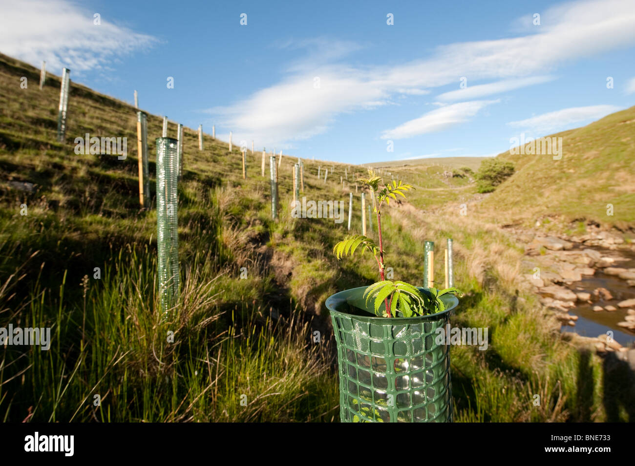 moorland habitat planted with trees to encourage Black Grouse. Stock Photo