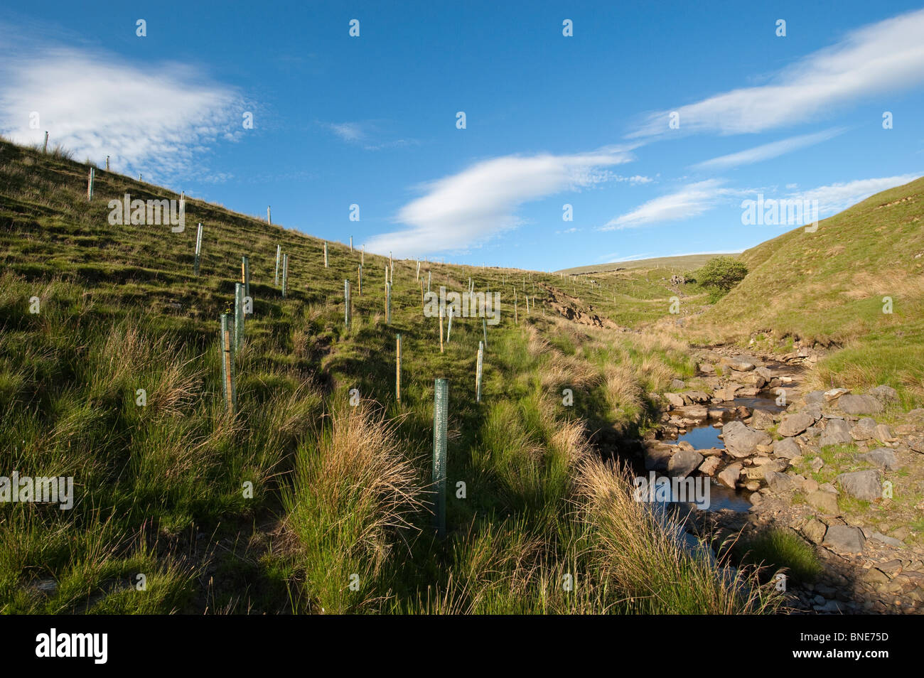 moorland habitat planted with trees to encourage Black Grouse. Stock Photo