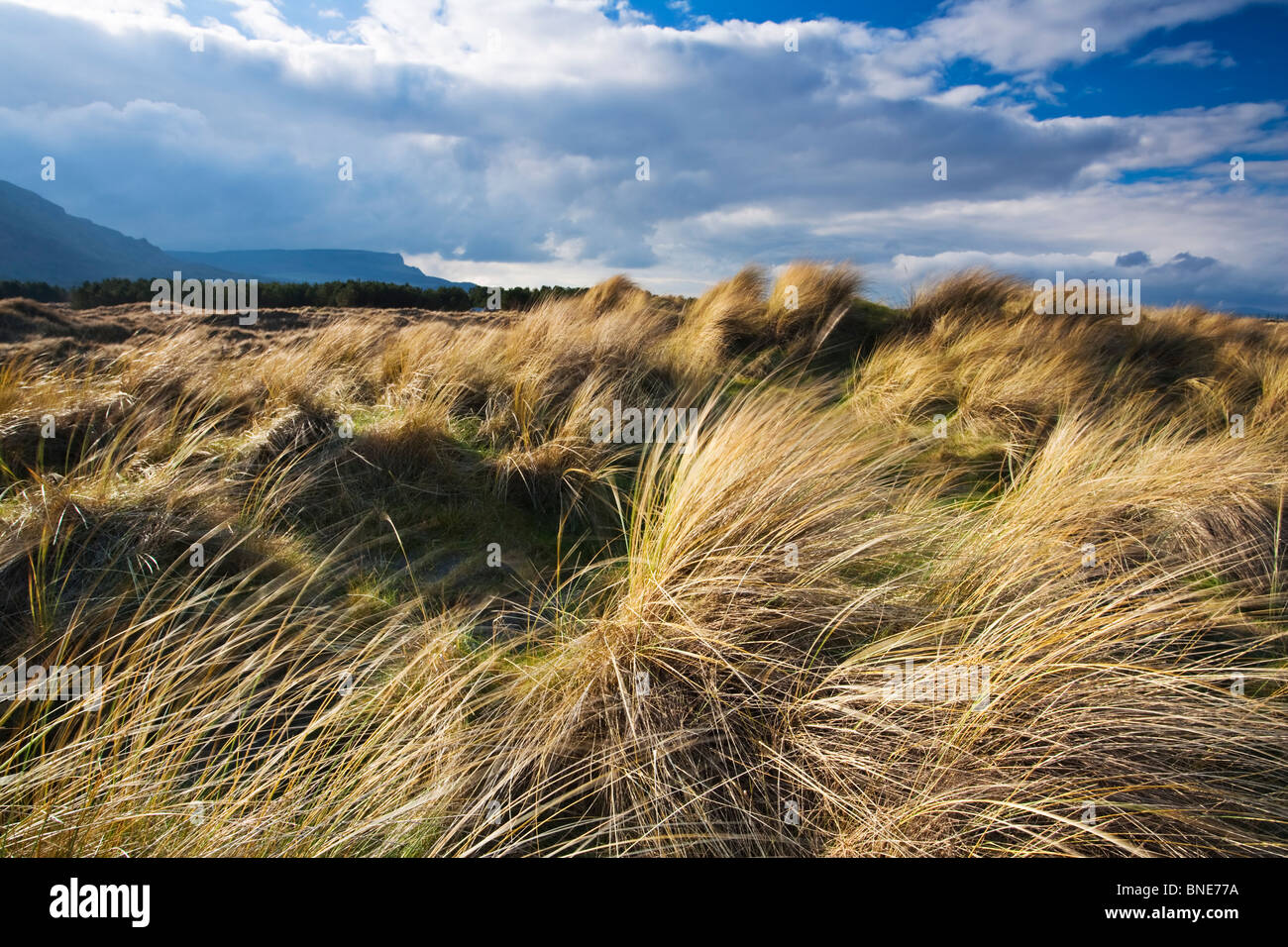 The sand dunes of Benone Strand near Downhill on the north County Derry coast, Northern Ireland Stock Photo
